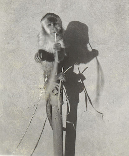 Jocko